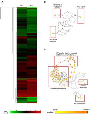 Use of Haploid Model of Candida albicans to Uncover Mechanism of Action of a Novel Antifungal Agent